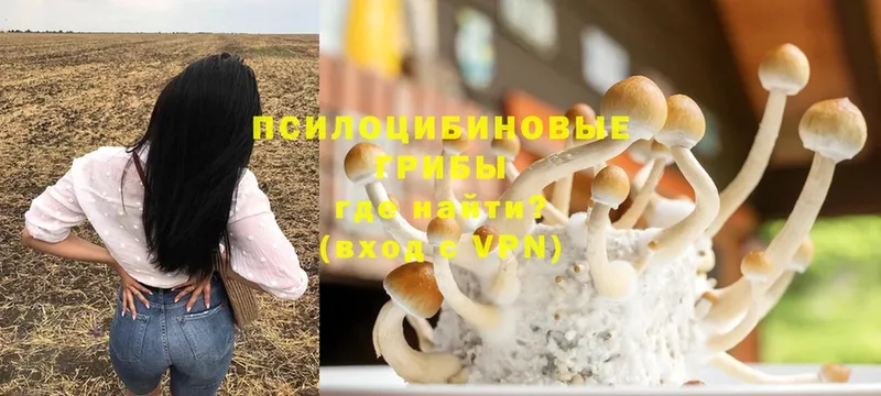 купить  сайты  Донской  Галлюциногенные грибы GOLDEN TEACHER 